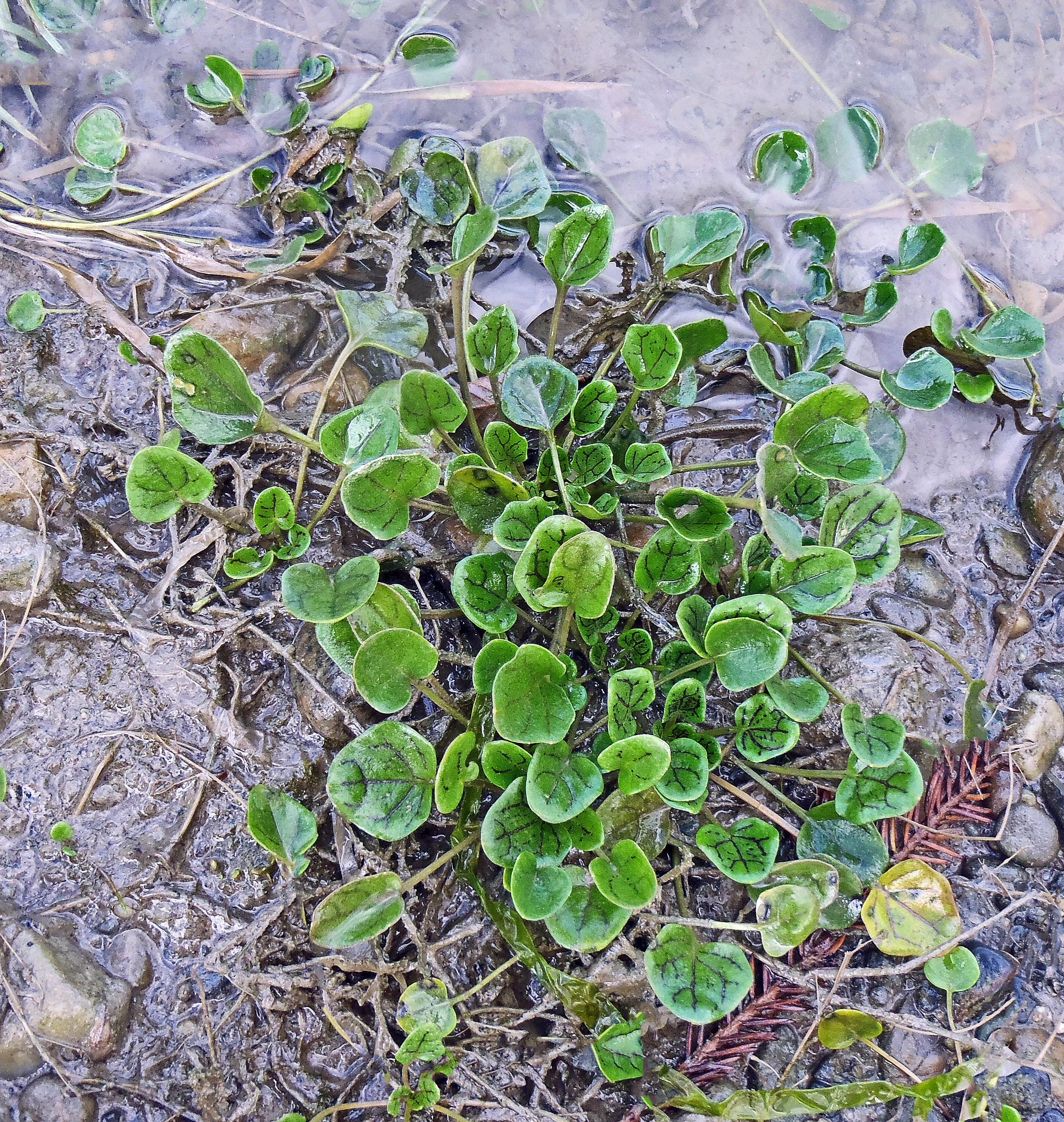 Strandskjørbuksurt.