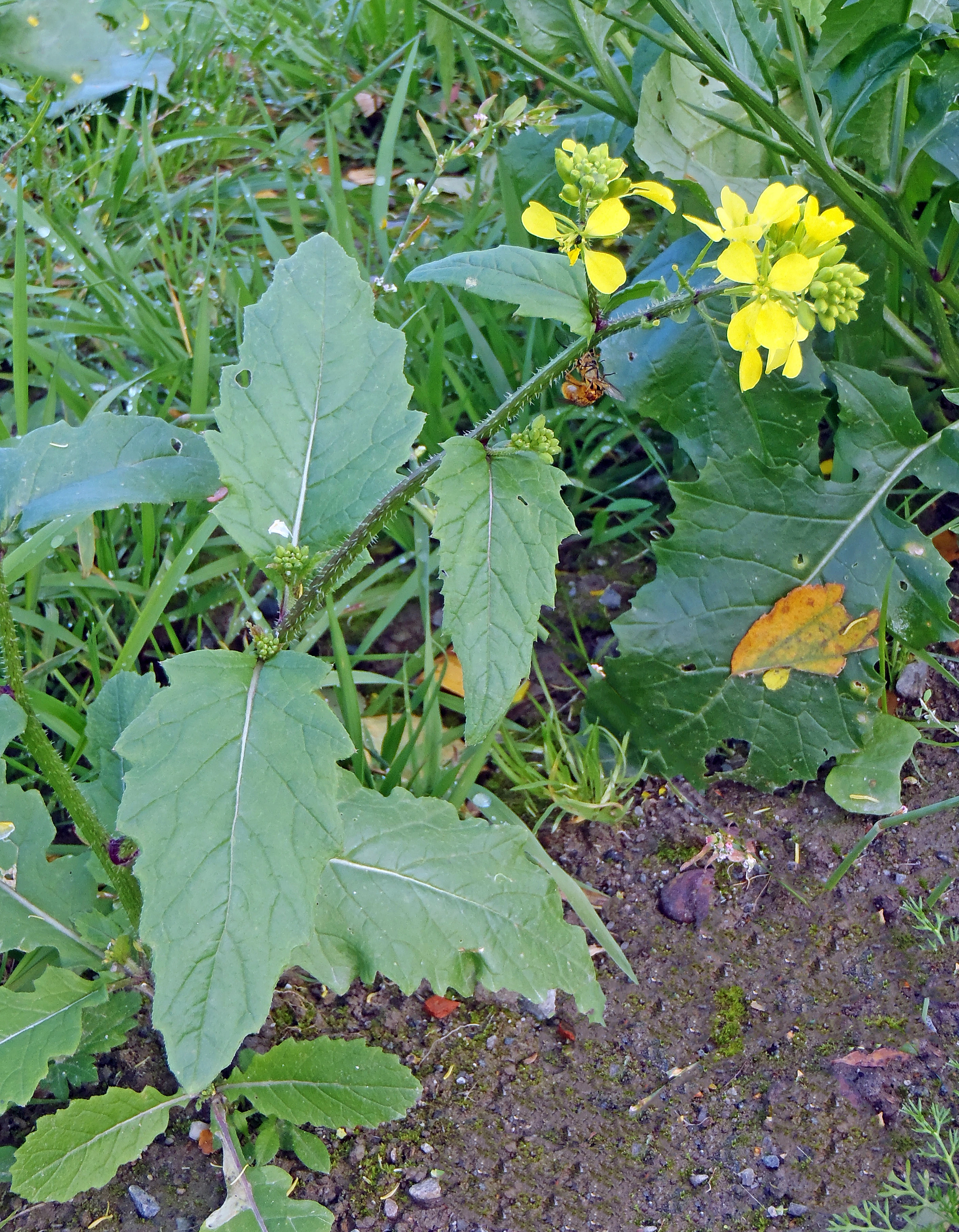 Snau åkersennep.