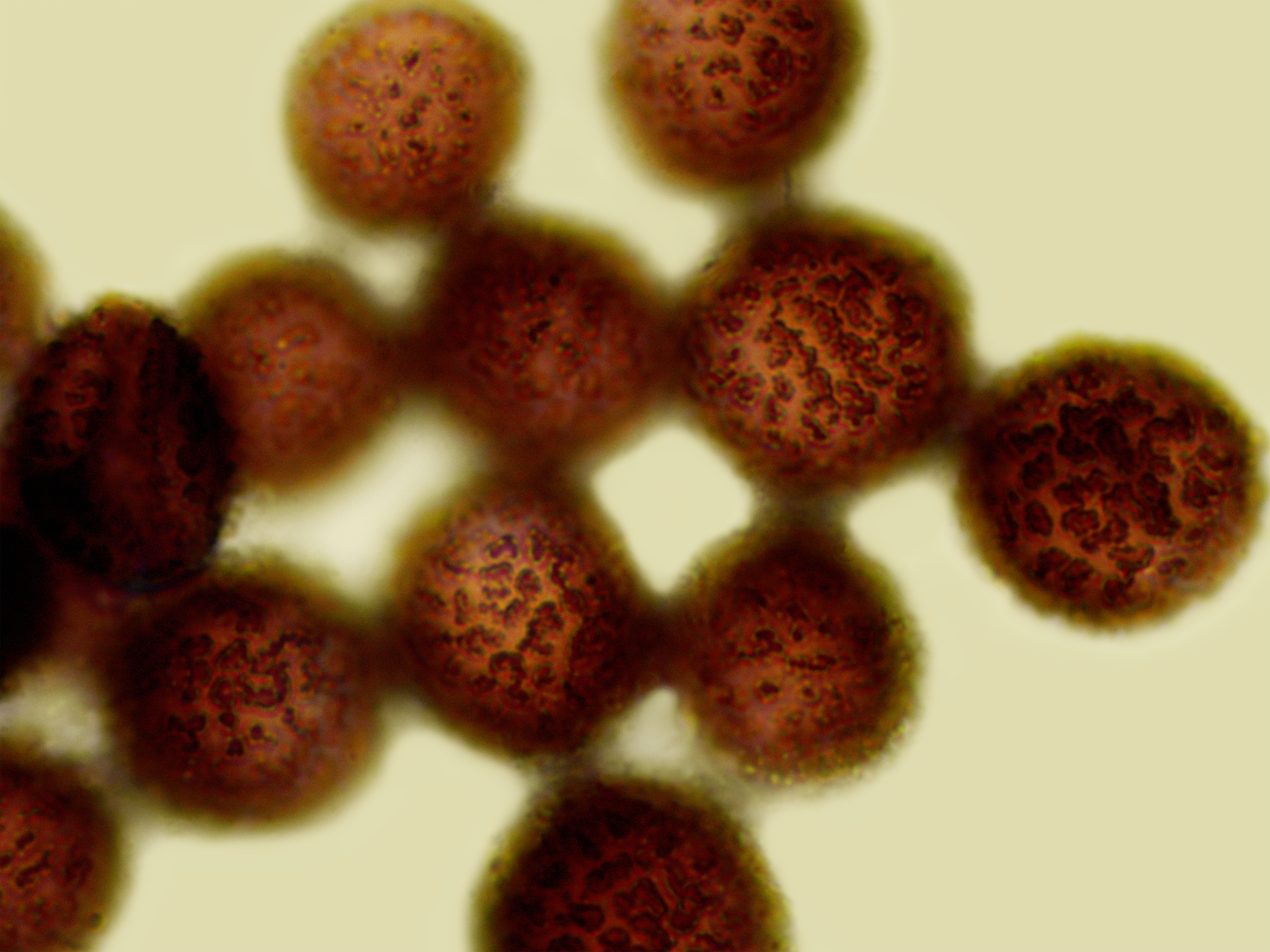Slimsopper: Lamproderma cristatum.