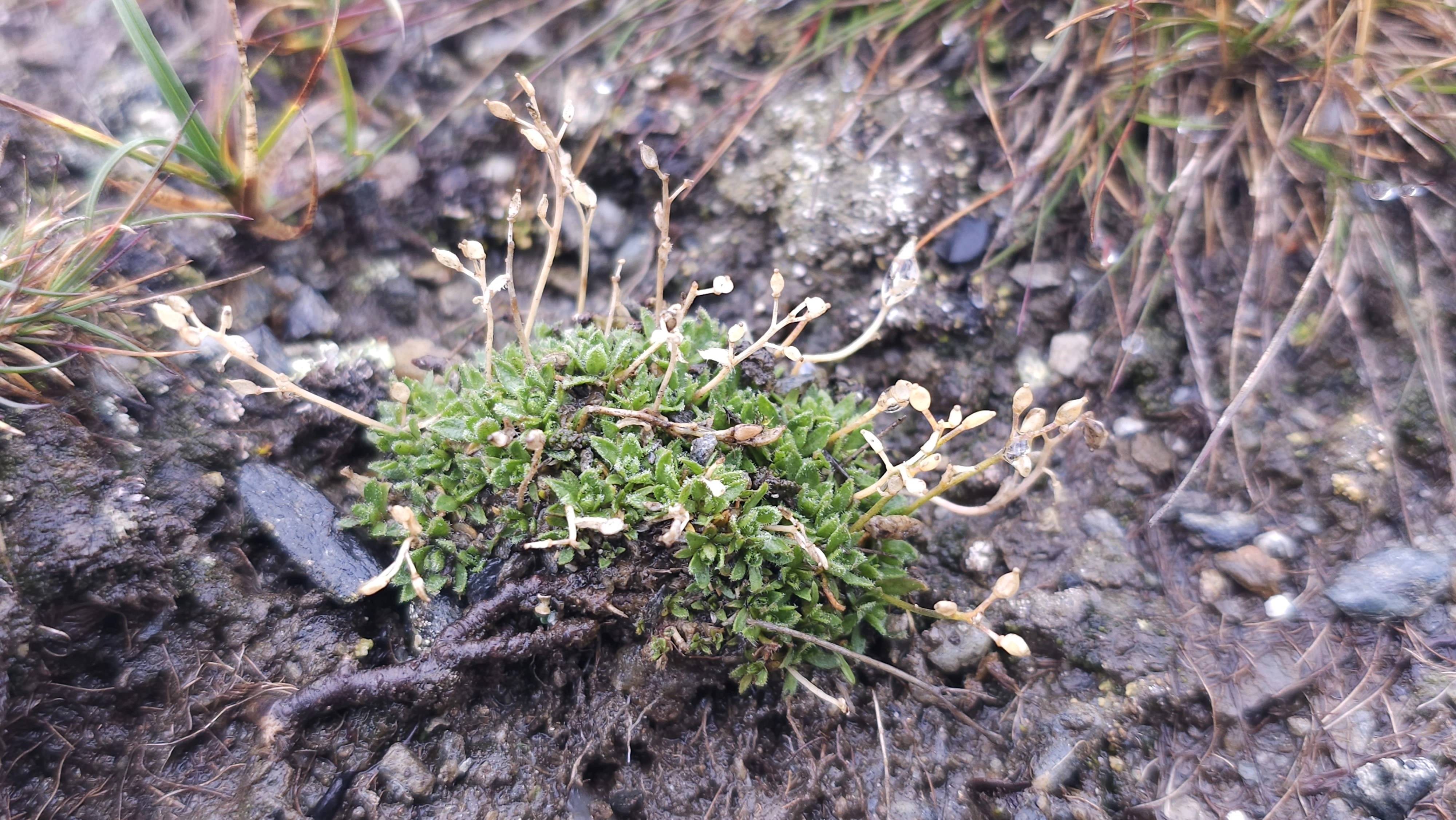 Tofrøbladete planter: Draba ×curtisiliqua.