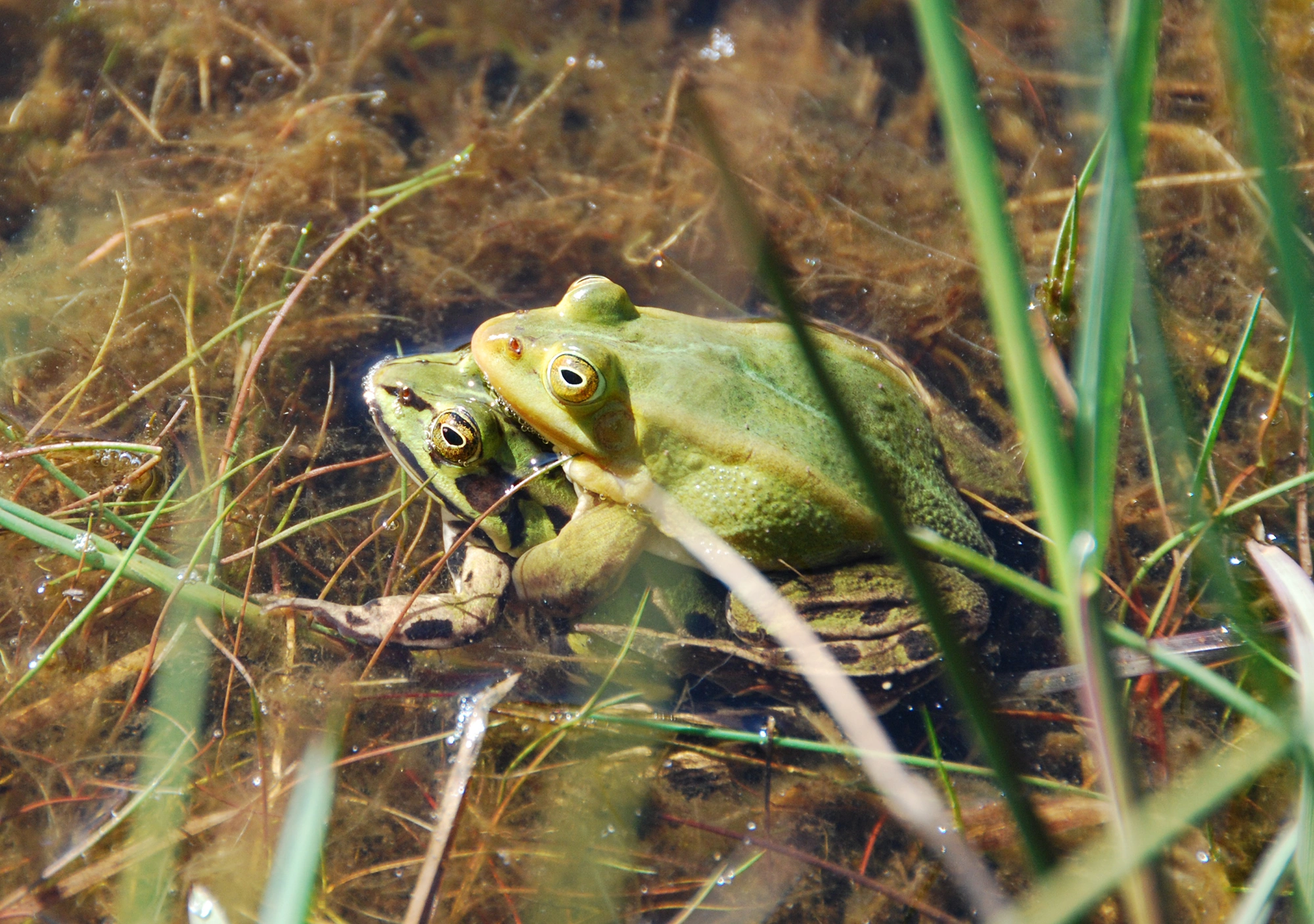 Springpadder: Pelophylax.