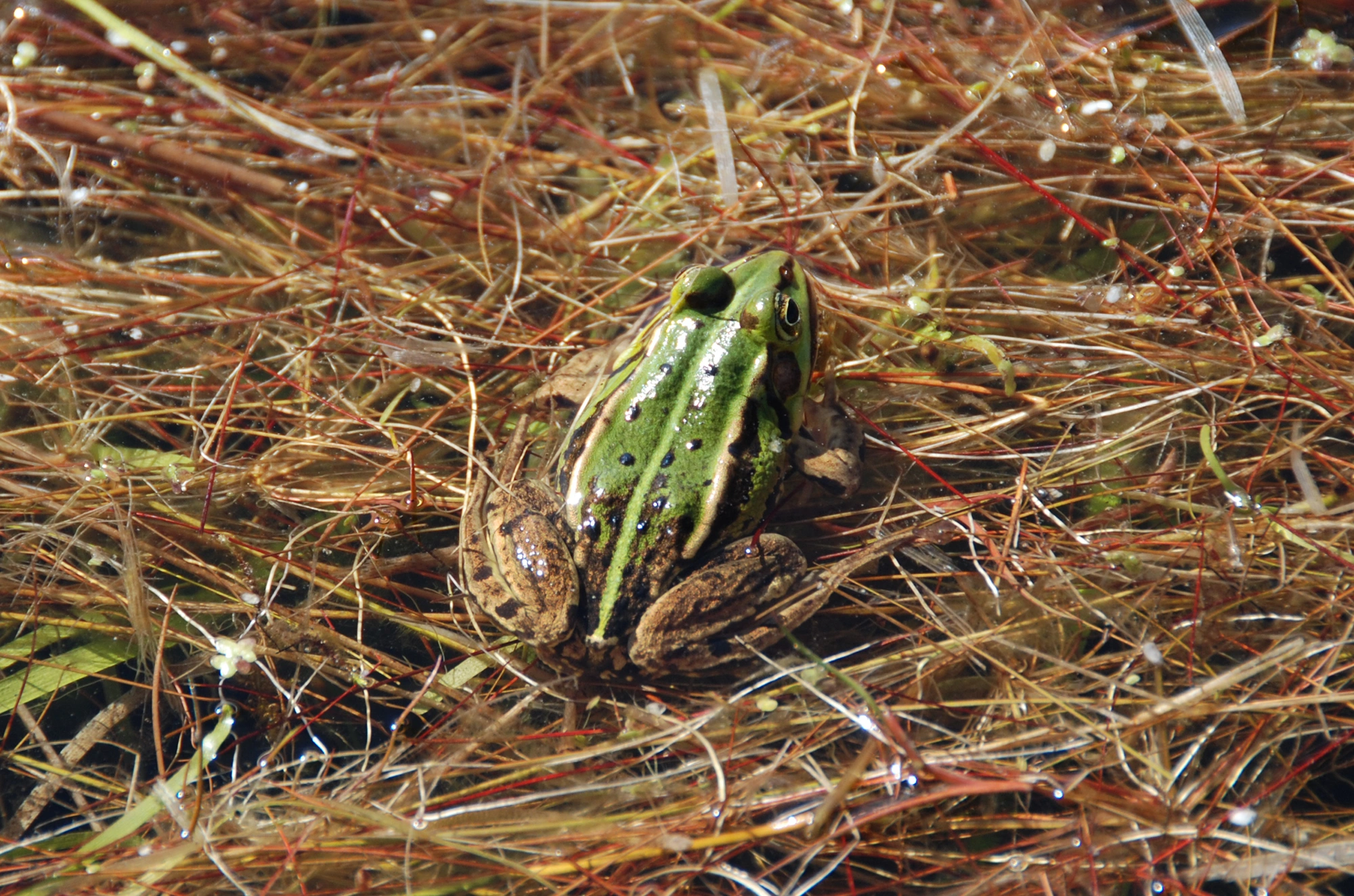 Springpadder: Pelophylax.