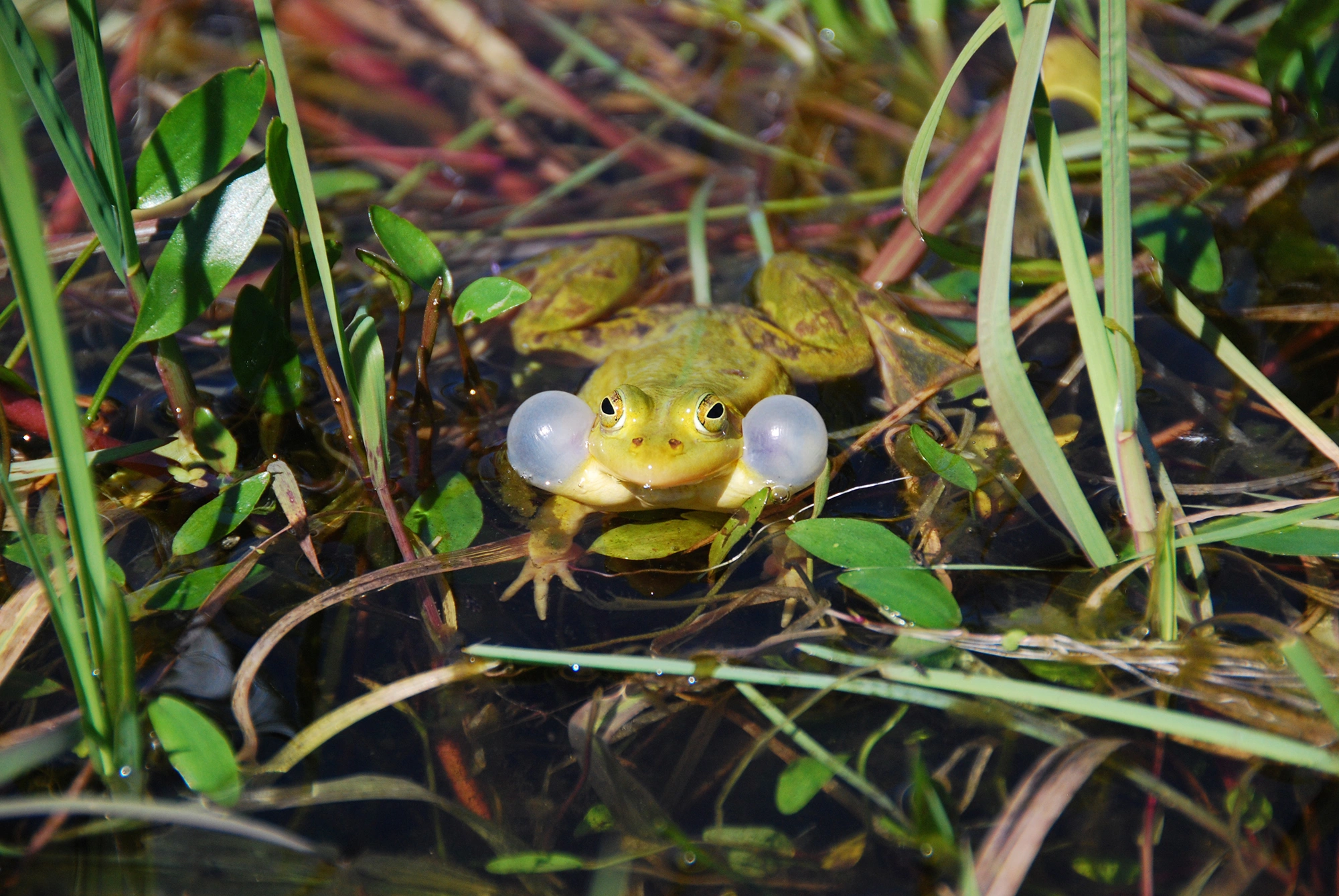 Springpadder: Pelophylax.