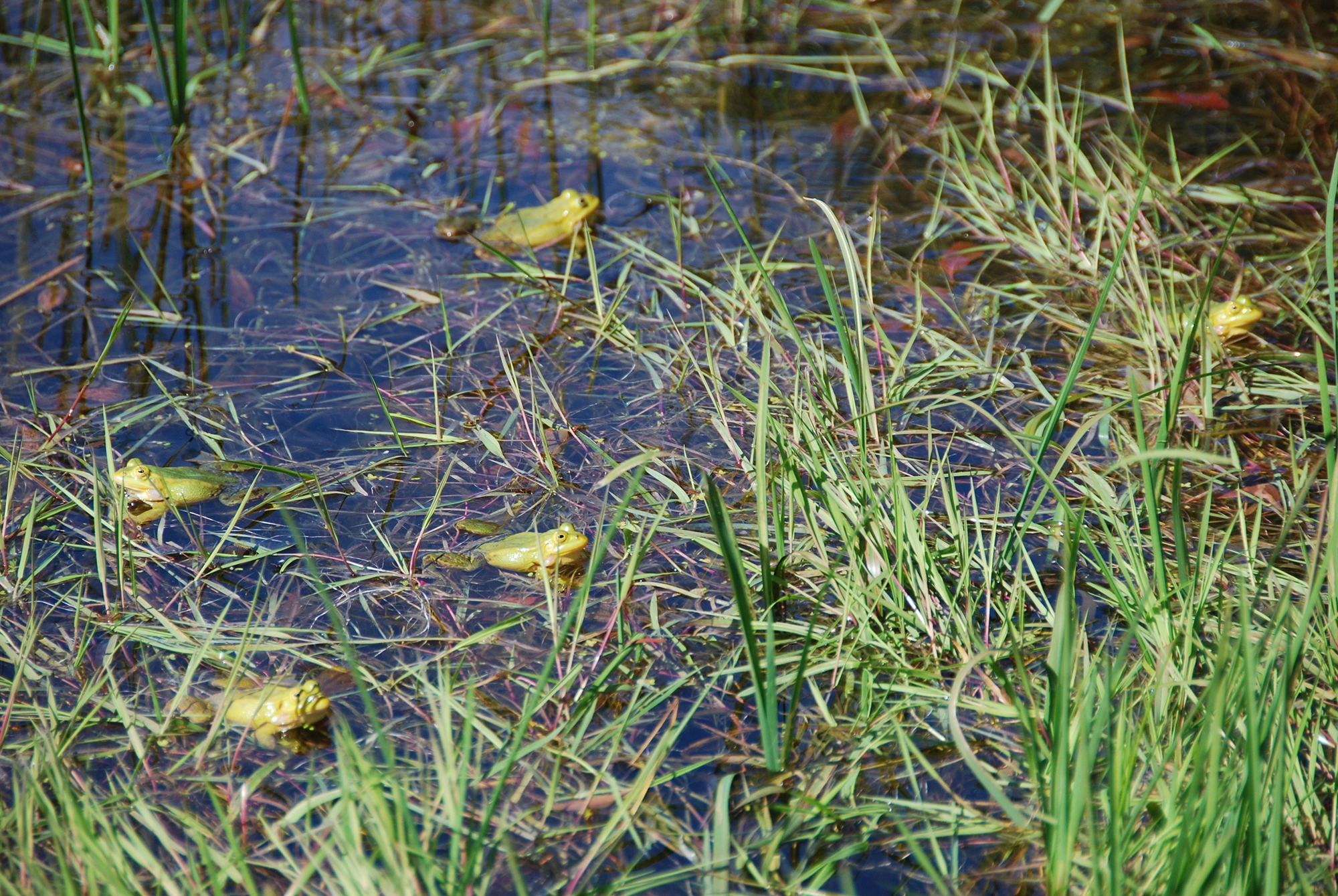 Amfibier: Pelophylax.