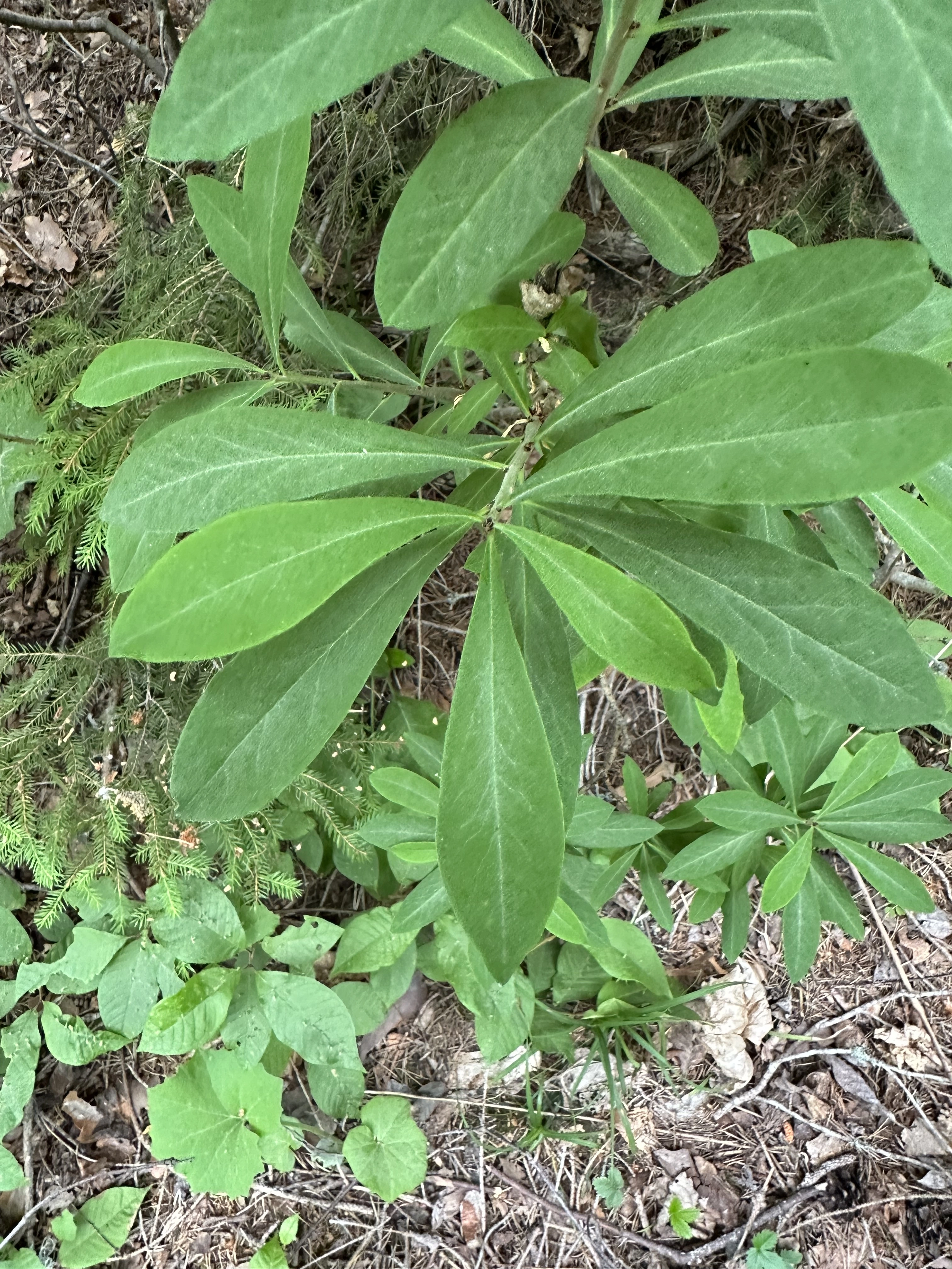 : Daphne mezereum.