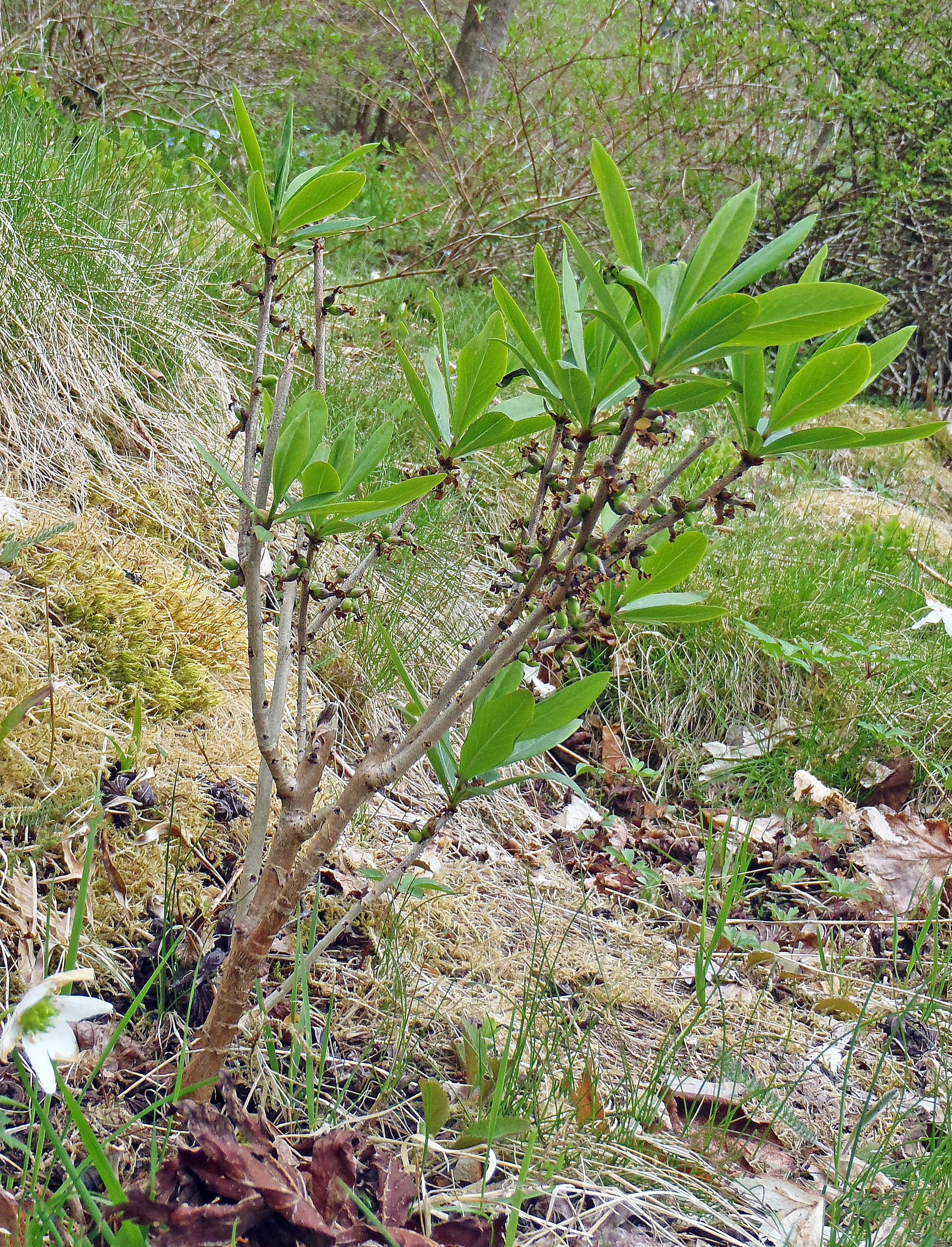 : Daphne mezereum.