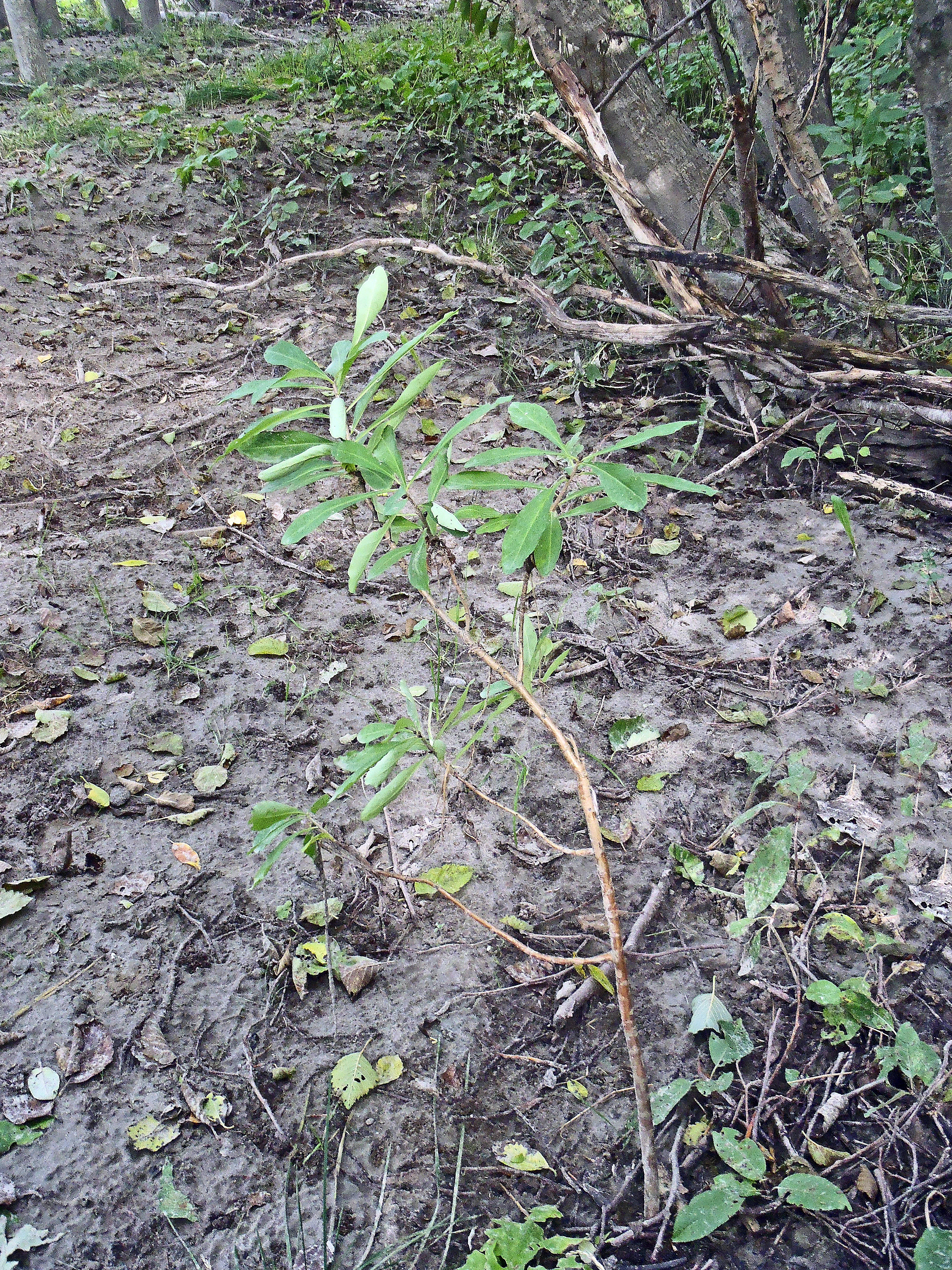 : Daphne mezereum.