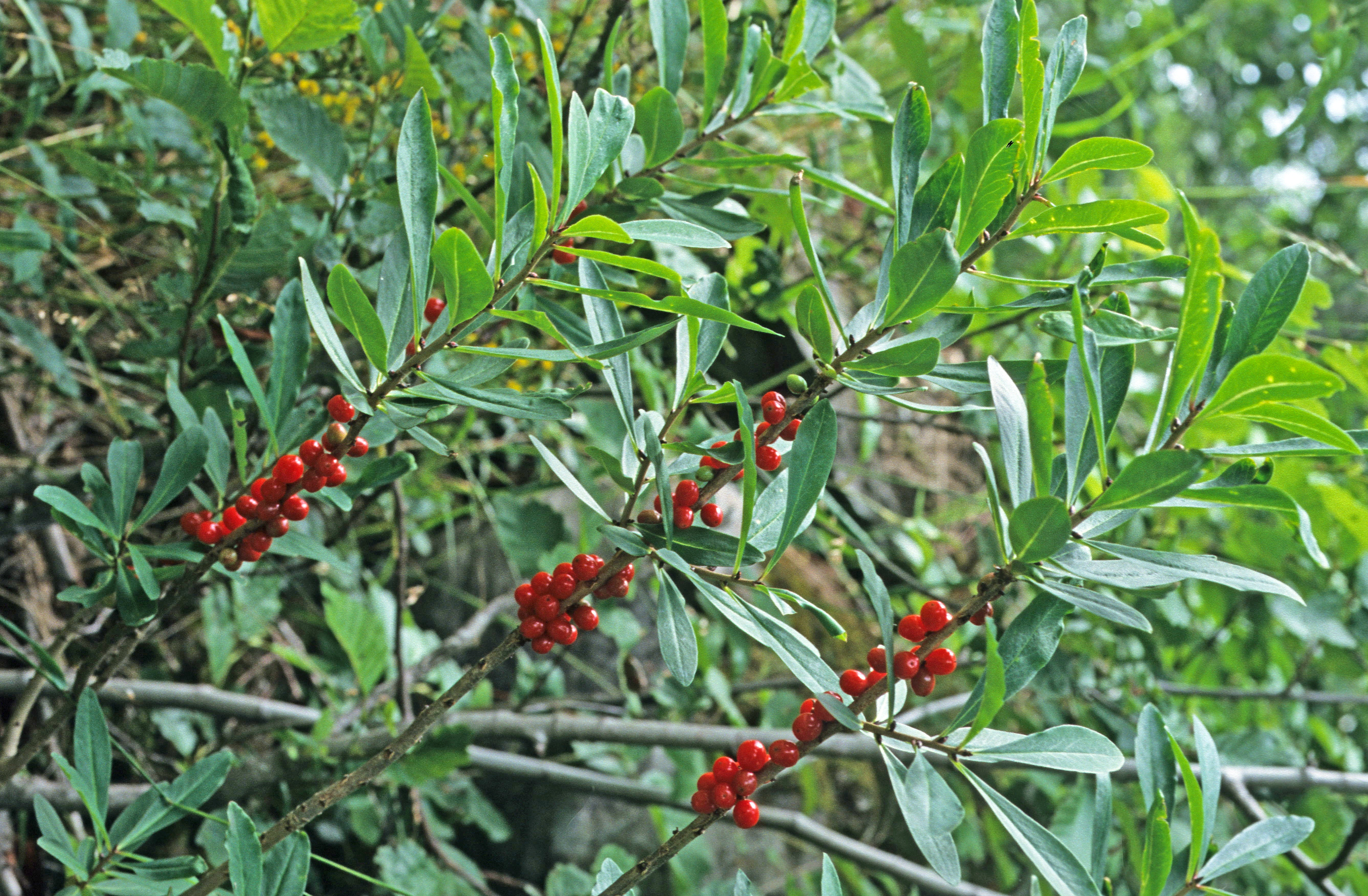 : Daphne mezereum.