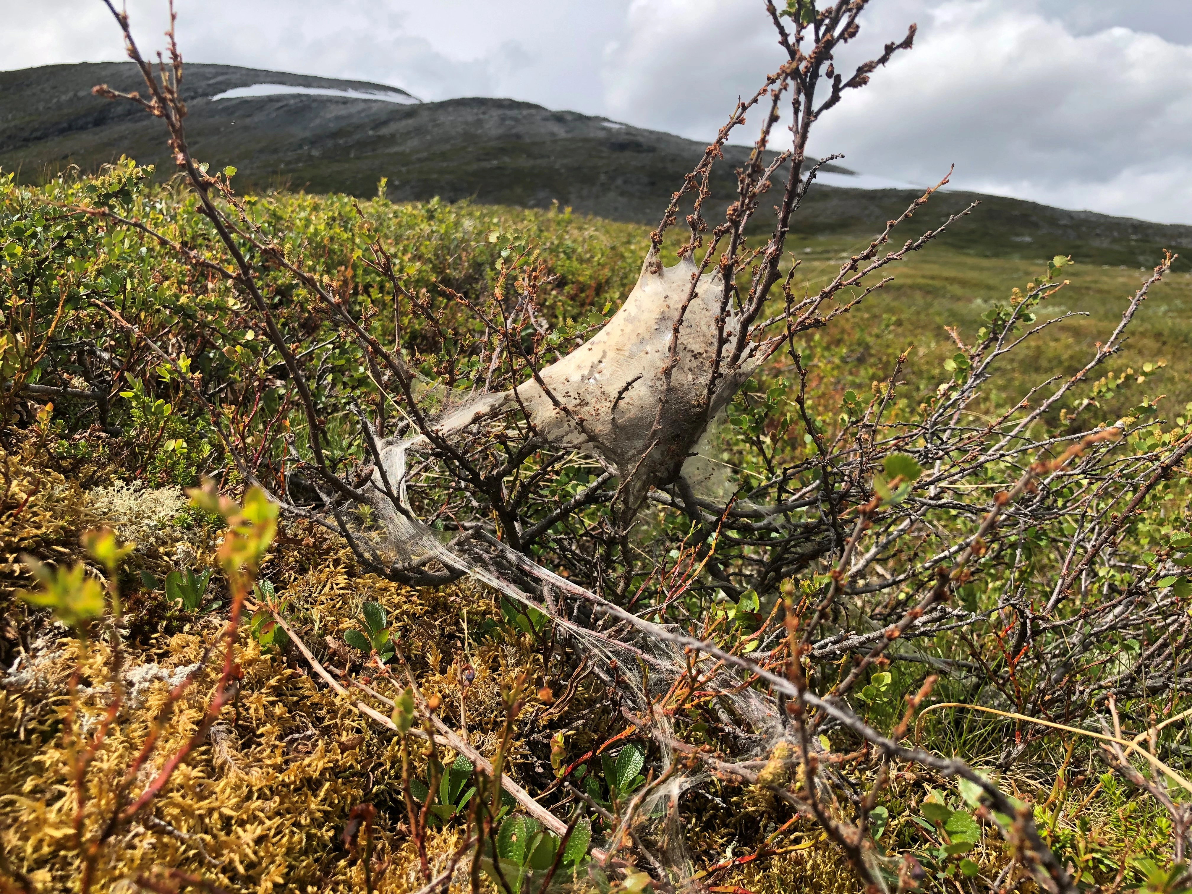 Dvergbjørkspinner.