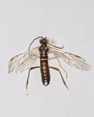 Vepser: Tenthredopsis auriculata.