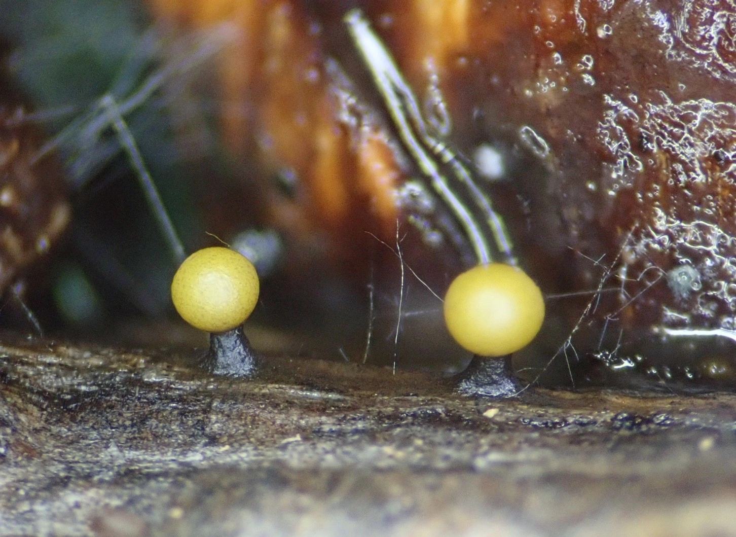 Nøsteslim: Hemitrichia leiotricha.