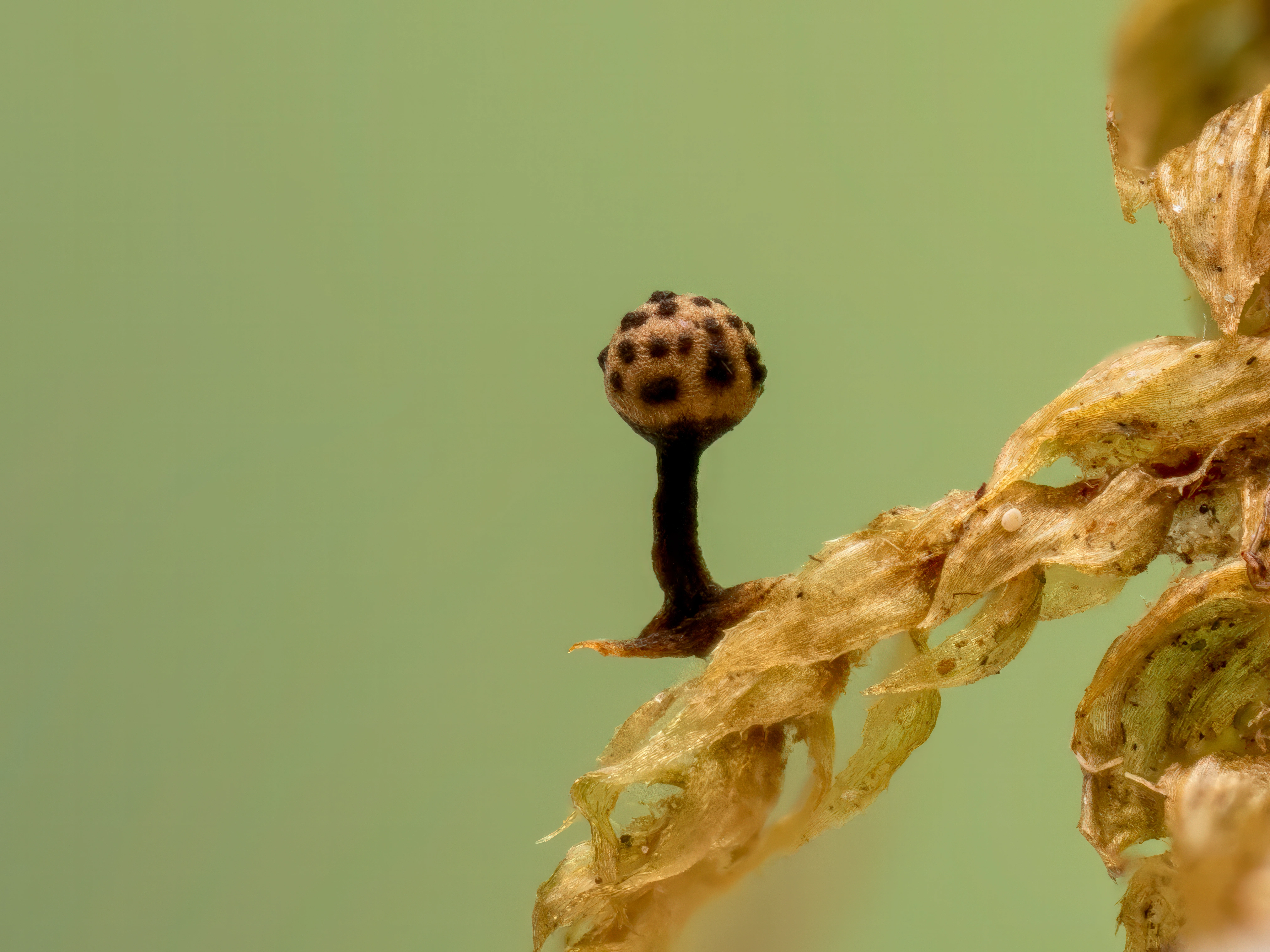 Nøsteslim: Hemitrichia pardina.