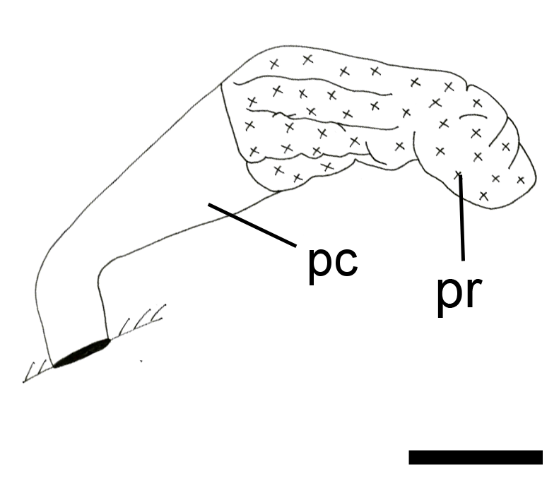 Bløtdyr: Cylichna alba.