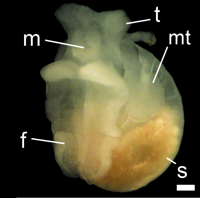 Boblesnegler: Colobocephalus costellatus.