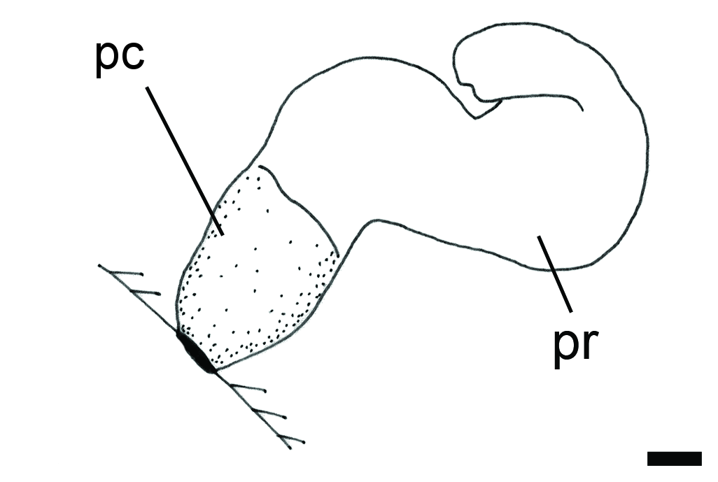 Bløtdyr: Colobocephalus costellatus.