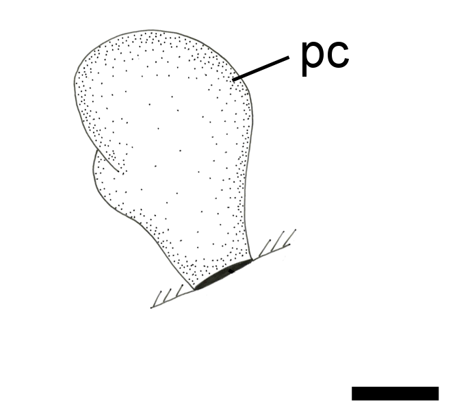 Boblesnegler: Cylichna cylindracea.