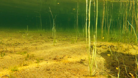 Bilde av Svært kalkfattig innsjø-sedimentbunn av silt til sand i plantebeltet