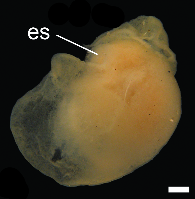 Bløtdyr: Colpodaspis pusilla.