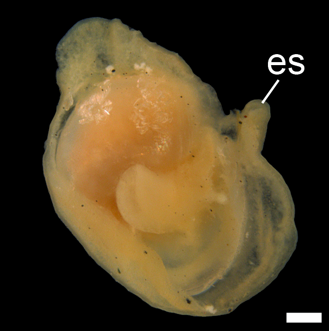 Bløtdyr: Colpodaspis pusilla.