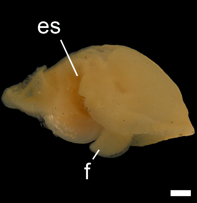 Bløtdyr: Colpodaspis pusilla.