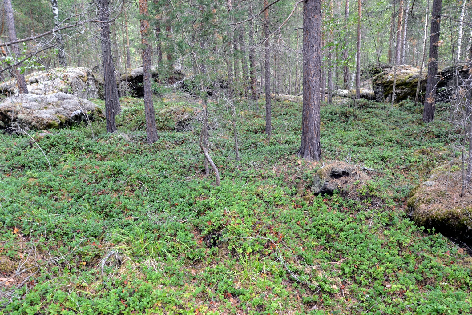 Bilde av naturtypen