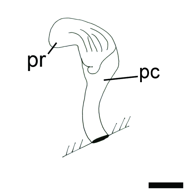 Boblesnegler: Colpodaspis pusilla.