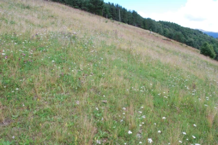 Bilde av Klart kalkrik åpen semi-naturlig markryddet tørreng