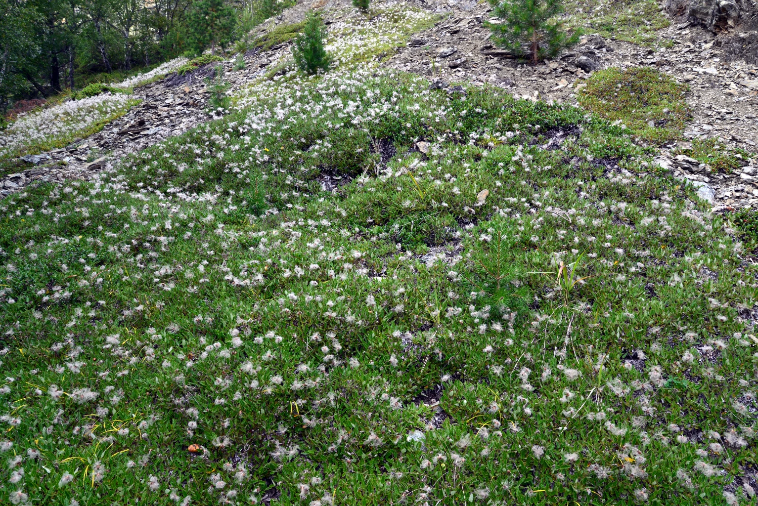 Bilde av naturtypen