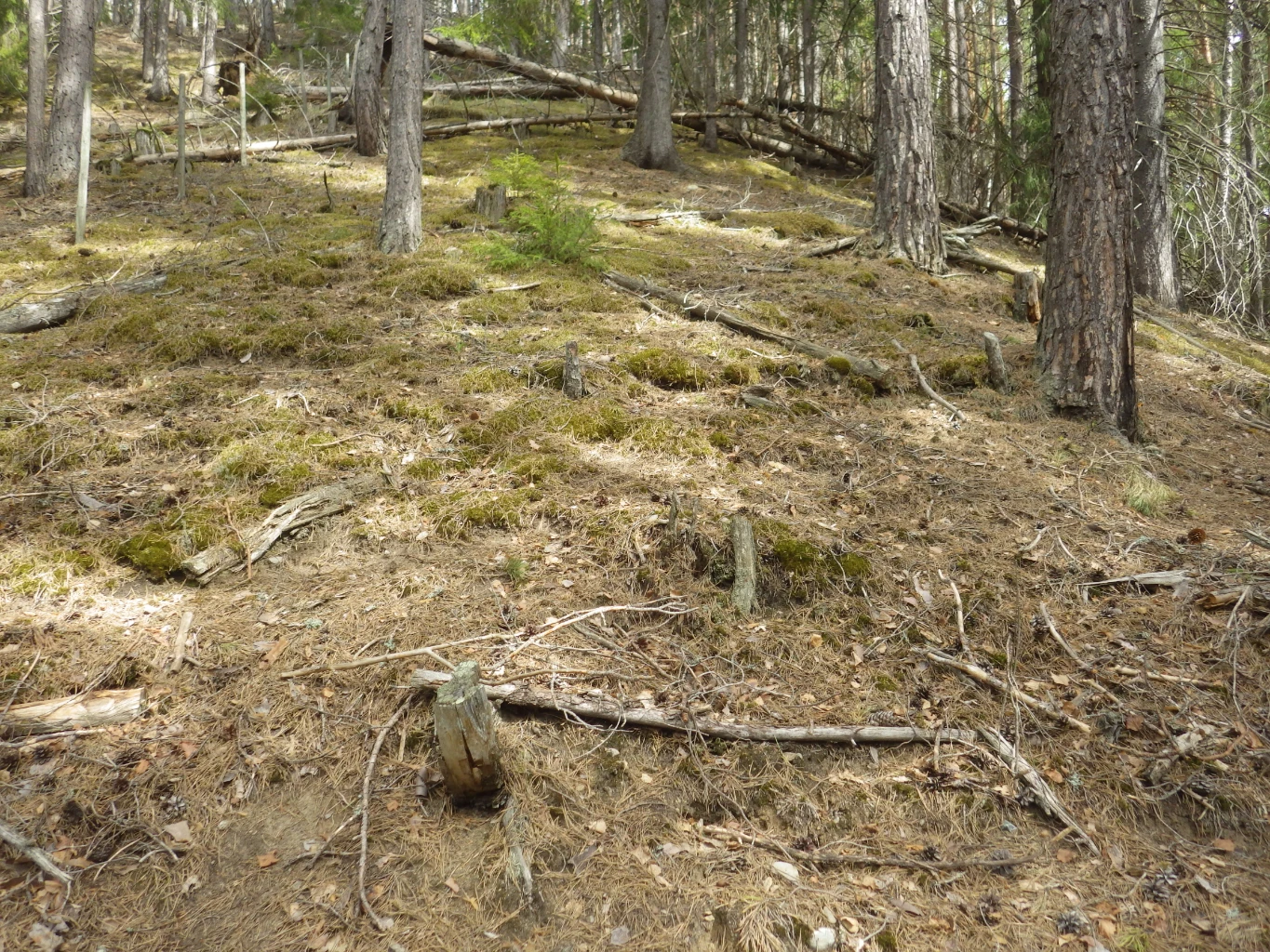 Bilde av naturtypen