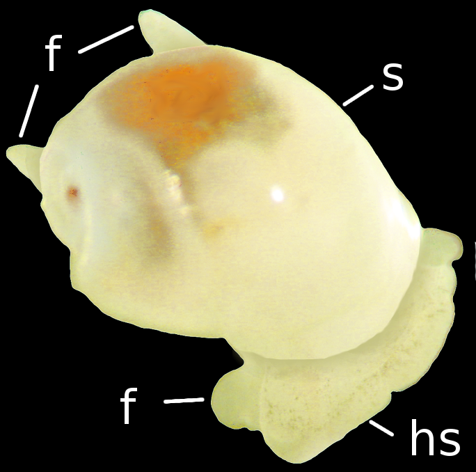 Boblesnegler: Diaphana globosa.