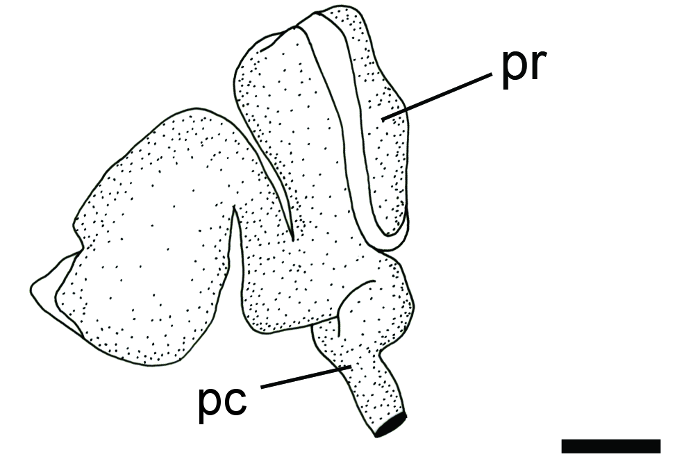 Flergjellesnegler: Diaphana globosa.