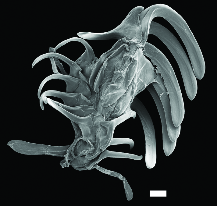 Flergjellesnegler: Diaphana globosa.