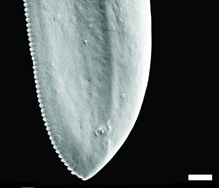 Flergjellesnegler: Diaphana globosa.