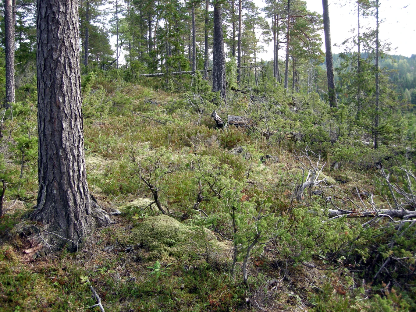 Bilde av naturtypen