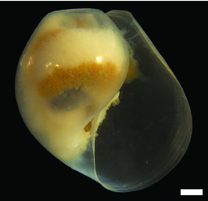 Flergjellesnegler: Diaphana globosa.