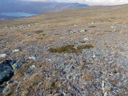 Bilde av Kalkfattig arktisk-alpin grasmark