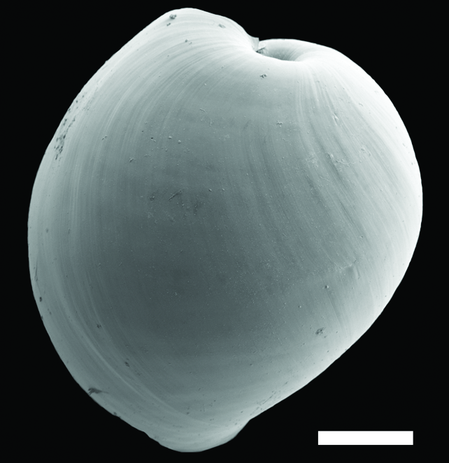 Bløtdyr: Diaphana hiemalis.