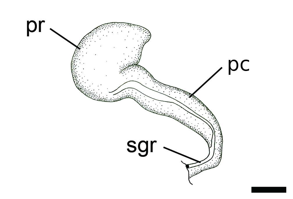 Bløtdyr: Diaphana lactea.