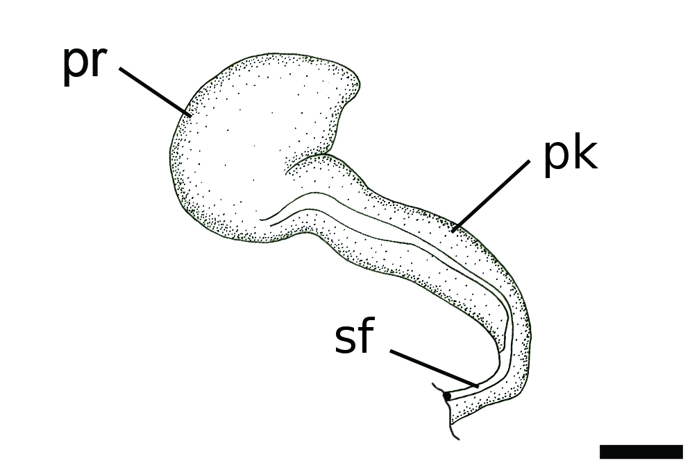 Bløtdyr: Diaphana lactea.