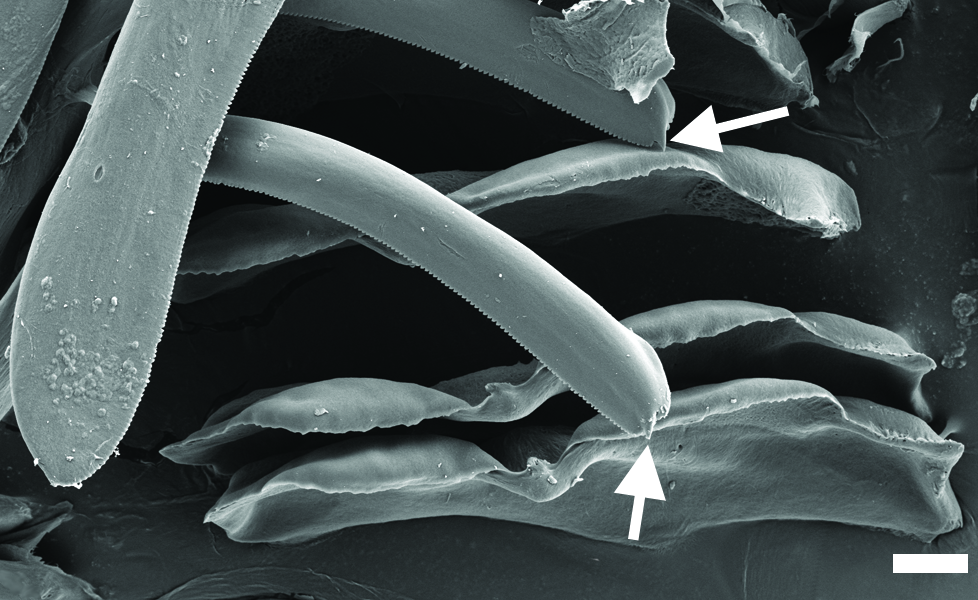 Bløtdyr: Diaphana lactea.