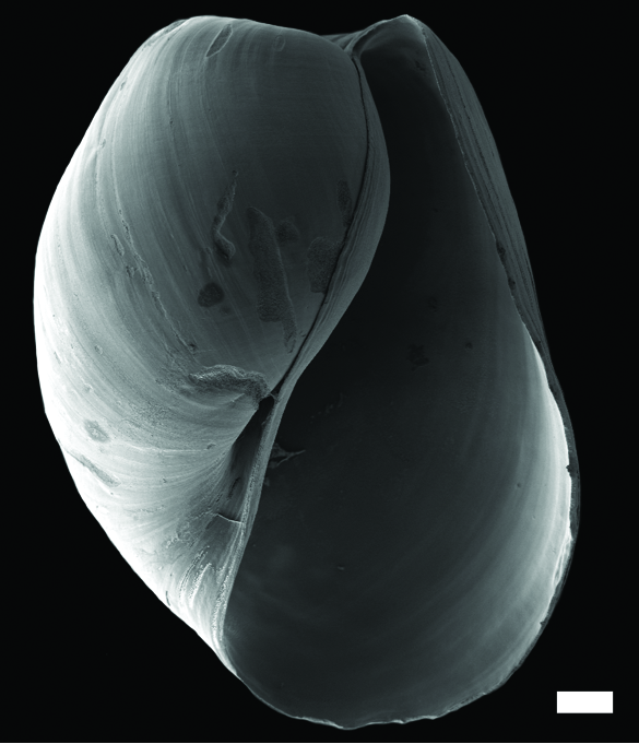 Bløtdyr: Diaphana minuta.