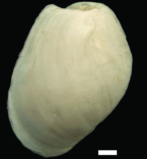 Boblesnegler: Diaphana minuta.