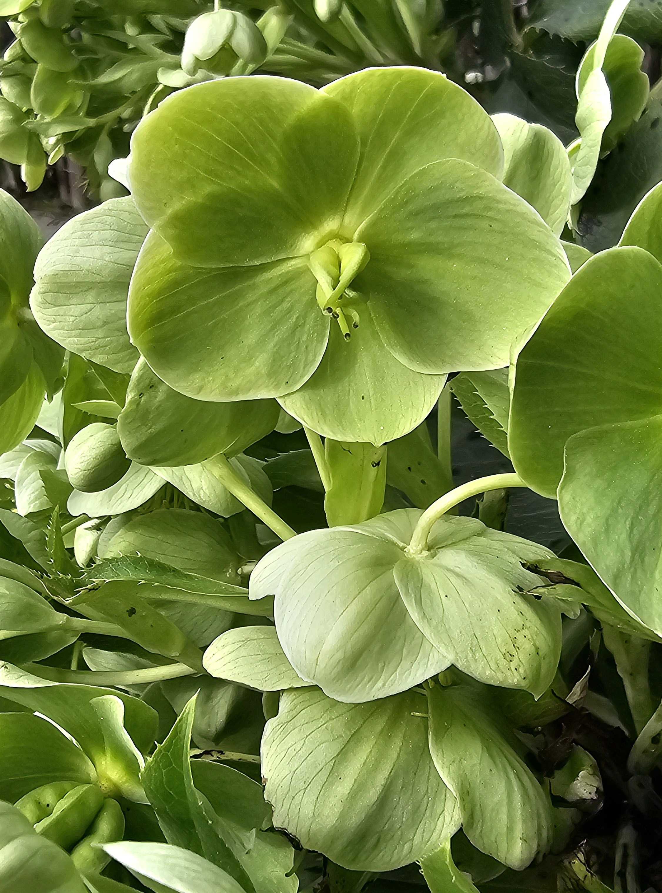 Tofrøbladete planter: Helleborus argutifolius.