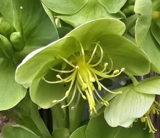 Tofrøbladete planter: Helleborus lividus corsicus .