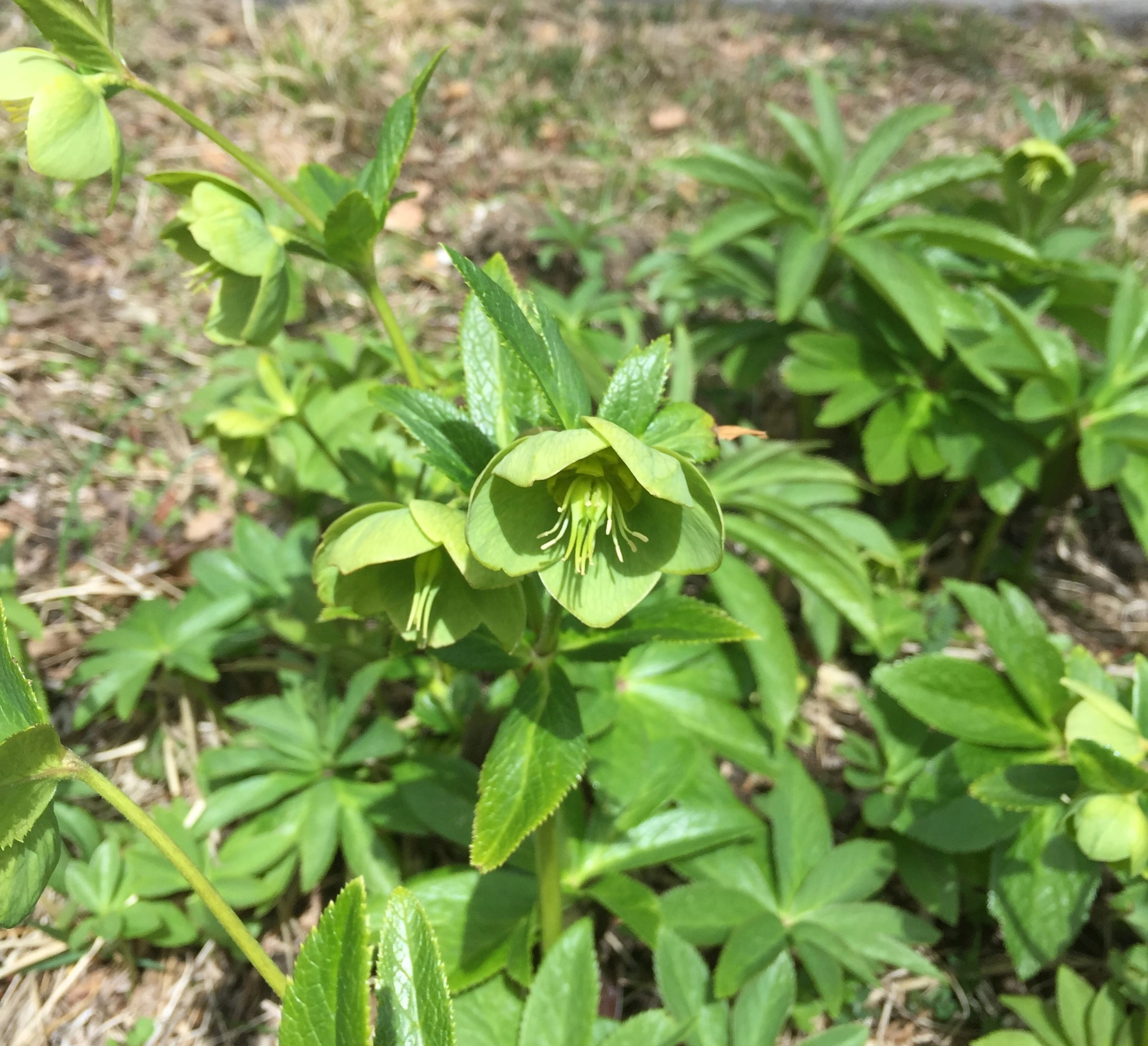 Grønn julerose.