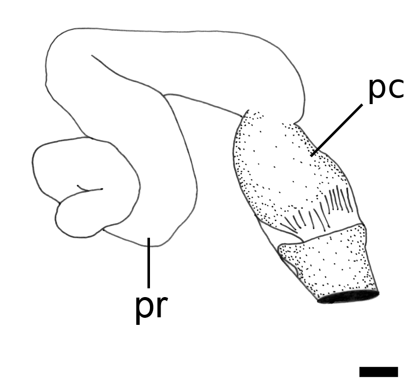 Bløtdyr: Philine confusa.