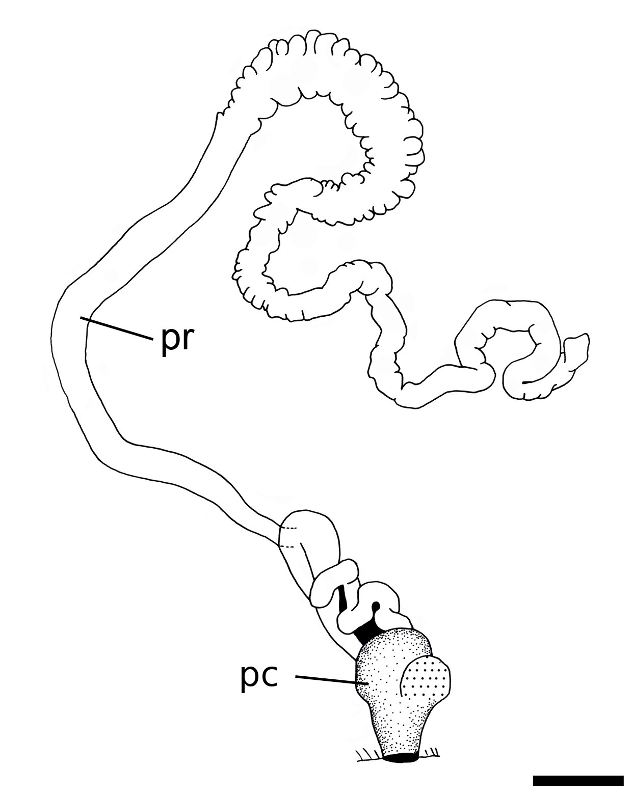 Bløtdyr: Philine finmarchica.