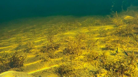 Bilde av Svært kalkrik innsjø-sedimentbunn av silt til sand i strandkant og plantebeltet