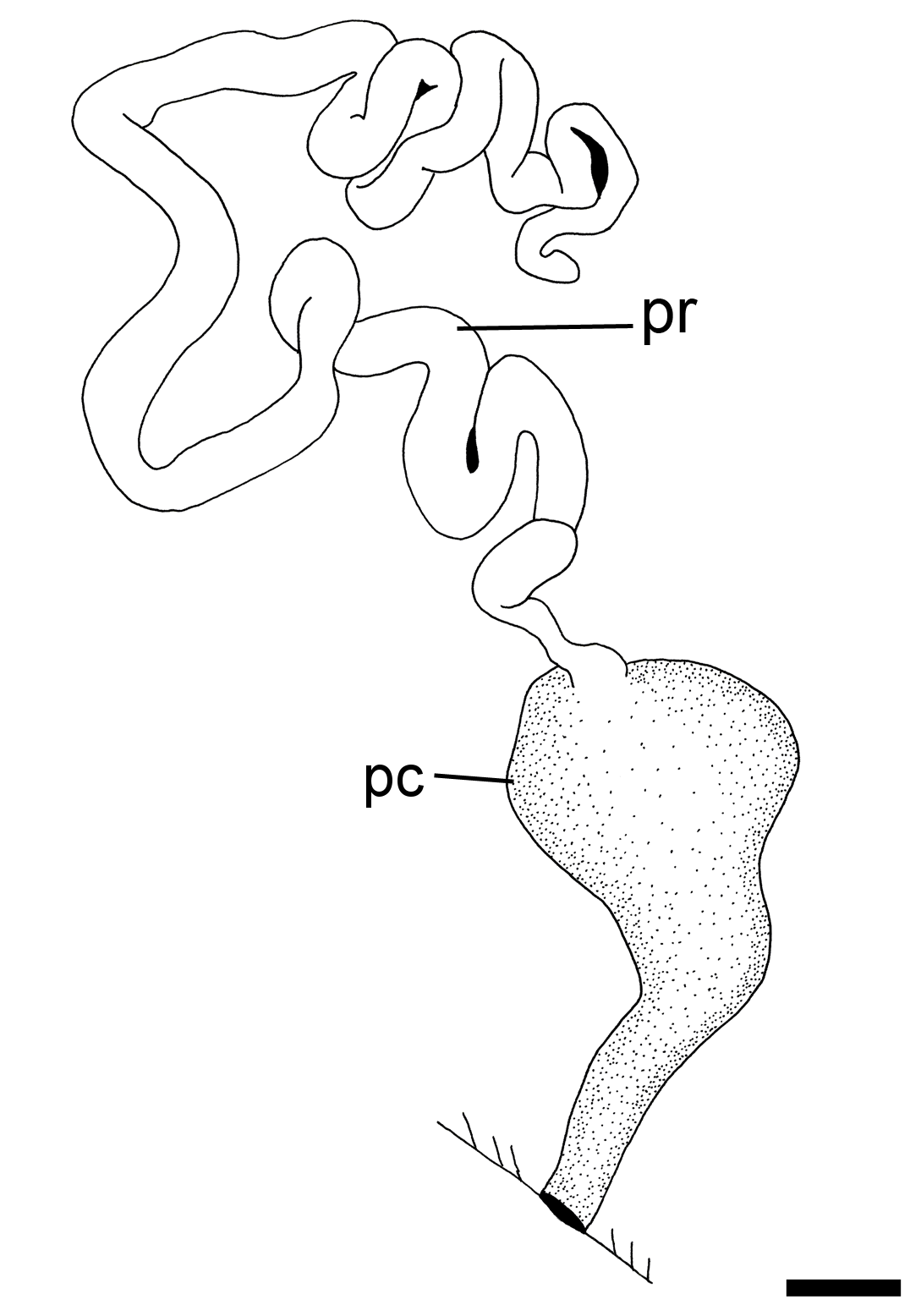 Boblesnegler: Hermania scabra.