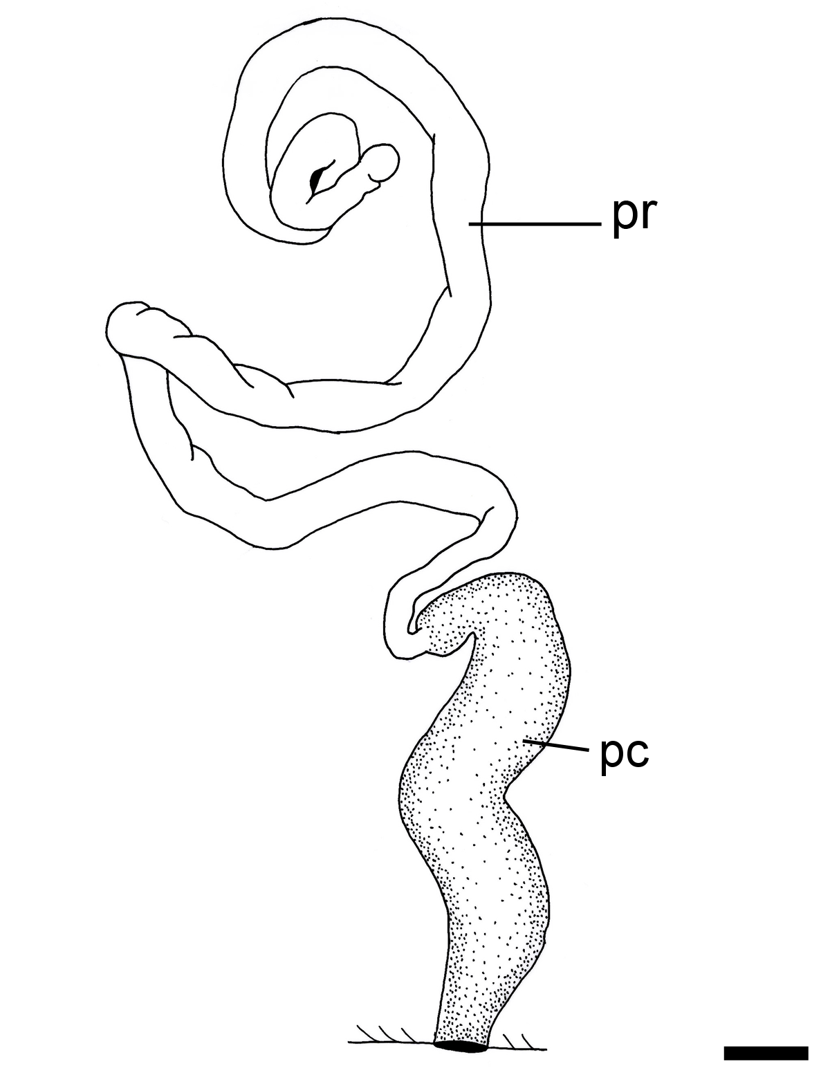 Bløtdyr: Philine ventricosa.